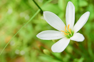 Beautiful white flower is blooming in nature.