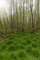 Naturschutzgebiet Ribnitzer Großmoor