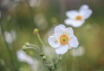 Crab spider Misumena on Anemone white flower, soft focus