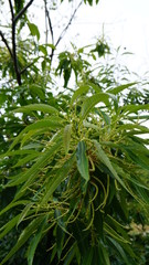 green leaves of a tree