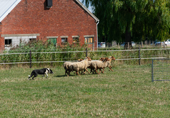 Kieldrecht, Belgium, September 1, 2019, the Border collie, shepherd drives the sheep to their gate