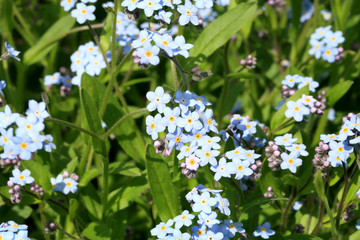 A field of forget-me-not in the spring home garden.
