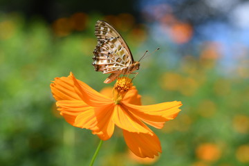 蝶とコスモスの花