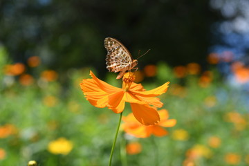 蝶とコスモスの花