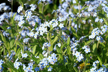 A field of forget-me-not in the spring home garden.