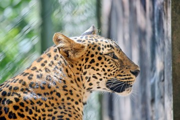Leopard Panthera Pardus Kotiya Head Portrait