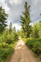 Mountain hiking trail in forest in Poland near Jaworzyna Krynicka