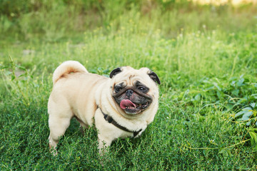 Fototapeta premium dog pug on the grass in summer