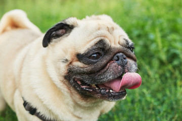 dog pug on the grass in summer