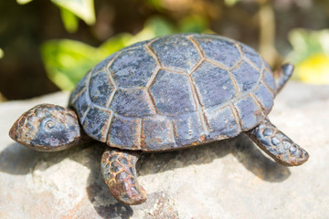 tortue