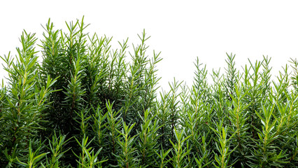 Beautiful green hedge for decorated in the garden , Isolated on white background