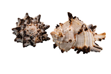 sea ​​shell on a glass table.