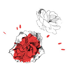 Vector graphic rose print with ink pen.