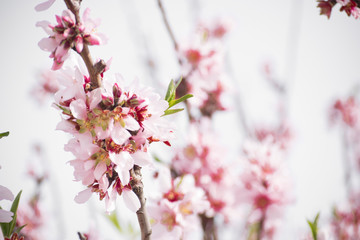 Flor de Almendro