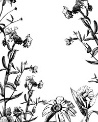 Vector graphic drawing of wild flowers, card with space for text.