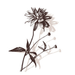 Vector graphic drawing: Flowers drawn with ink pen.