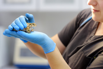 Veterinarian examines a toad in a veterinary clinic. Exotic animals.