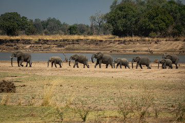 Fototapeta premium Family of elephants in a row protecting the smallest ones