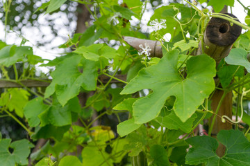 green leave of snake gourd in the farm