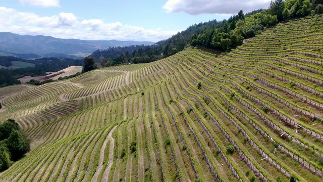 Aerial view of wine vineyard in Napa Valley during summer season. Napa County, in California's Wine Country, part of the North Bay region of the San Francisco Bay Area. Vineyards landscape.