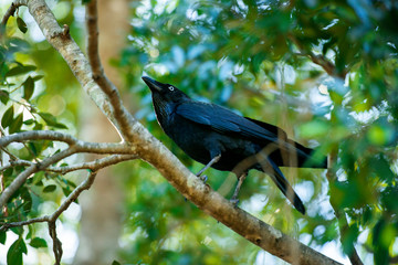Australian raven outside in nature in the daytime.