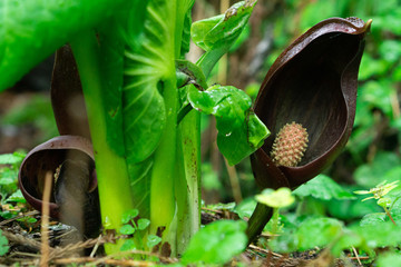 ザゼンソウの花