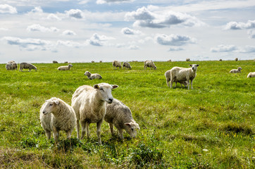 Obraz premium Pecore al pascolo su prato verde