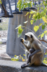 Monkey 