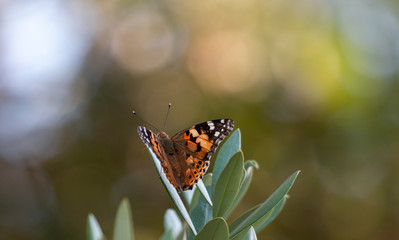 Painted lady butterfly macro vanessa cardui