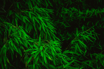 Naklejka na ściany i meble The leaves of bamboo are deep green. Natural green background.