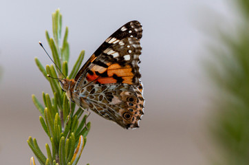 Painted lady butterfly macro vanessa cardui