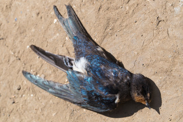 Dead bird. Road wars - death of a swallow. The killing of a bird. Death from the car. The barn...