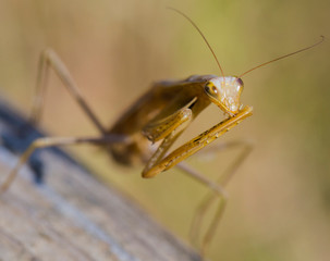 A female mantis. Predatory insect. Mimicry - brown color of Imago and wooden board.