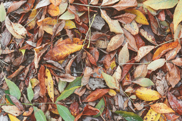 Dry fallen leaves on the ground in autumn. Seasonal background and texture. Top view, copy space,...