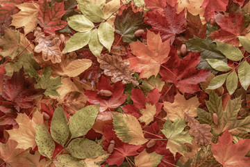 Layout of colorful various autumn fallen leaves and acorns. Seasonal background and texture. Top view, flat lay, copy space. Toned in warm shades