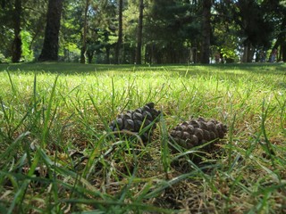 Fototapeta na wymiar Opened pine or fir cone fells, lying on field of green grass in park, low angle. Environmental concept.