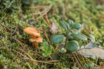 Forest macro landscape - chanterelles in a clearing in the moss