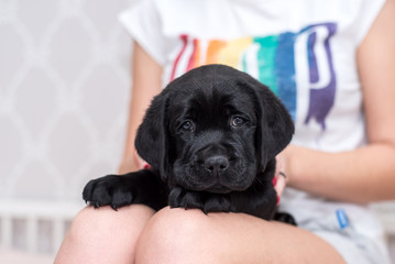Black Labrador puppy in the arms of a girl.