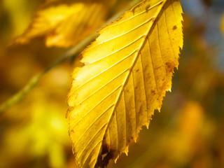 Close up of autumnal leaves. Nature background.