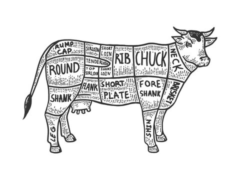 Meat diagram cow sketch engraving vector illustration. Scratch board style imitation. Black and white hand drawn image.