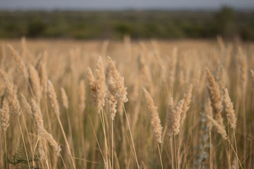Yellow tender wheat field in summer at sunset
