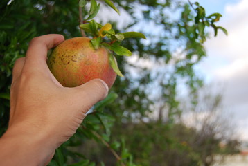Picking Pomegranate Fruit from Tree