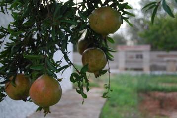 Pomegranate Fruit Hanging on Tree