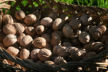  Walnut summer