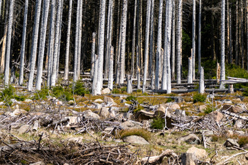 Bark beetle disaster in Harz National Park