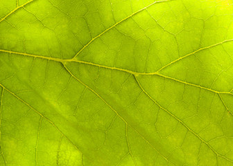 Plakat green leaf background.macro photography.. background for your