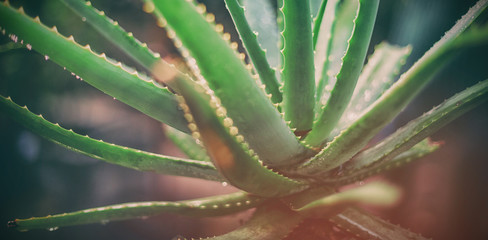 Aloe vera at greenhouse