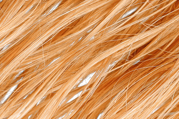 Wet blond hair as background, texture