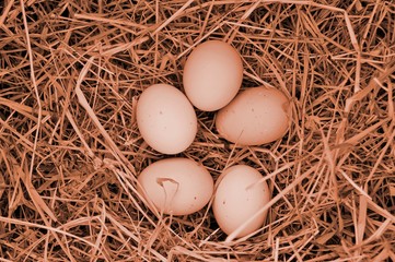 Food concept with hen eggs on pastel living coral background. Easter chicken eggs with straw on coral pink tone. Top view. Creative pattern. Trendy coral color of year 2019. Flat lay