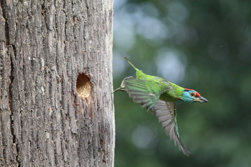 bird on branch